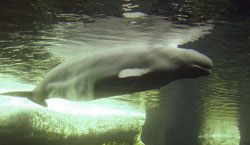 San Diego Sea World